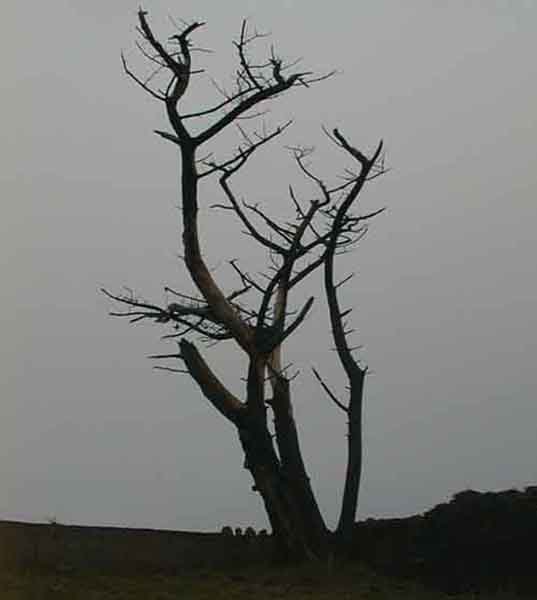 Cool tree at Castlefreke.jpg 18.9K